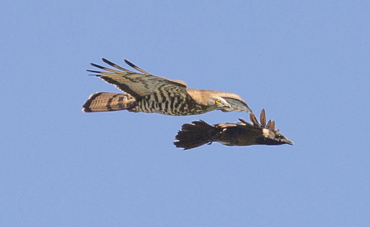 Falco pecchiaiolo e Cornacchia grigia